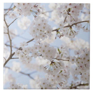 Carreau Fleurs de cerisier 2