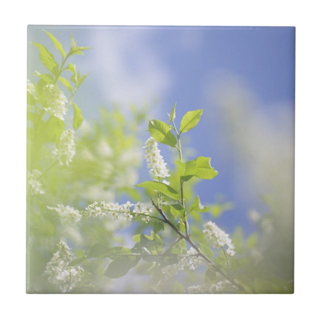 Carreau Fleurs de cerisier d'oiseaux Sky (Devant)
