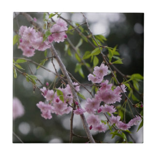 Carreau Fleurs de cerisier rose flottant sur un carrelage 