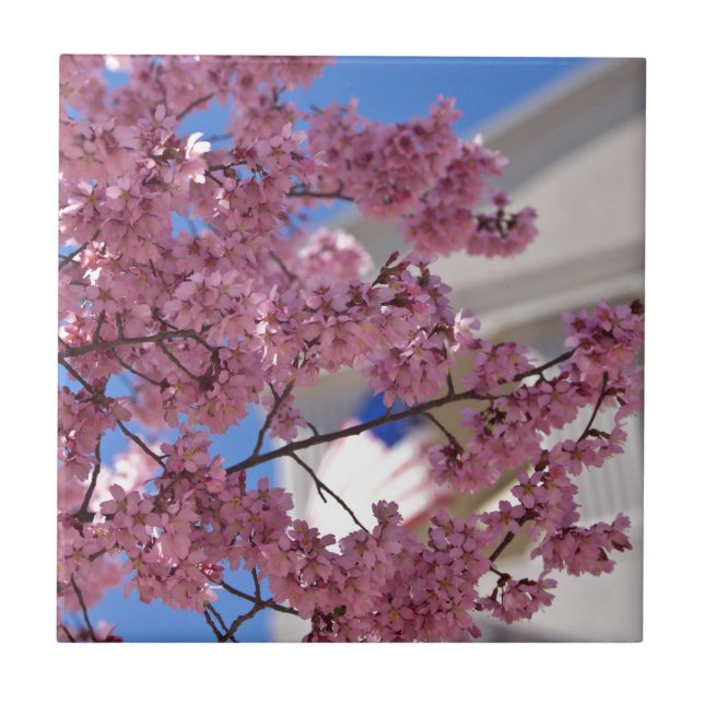 Carreau Fleurs de cerisier Sakura Americana (Devant)