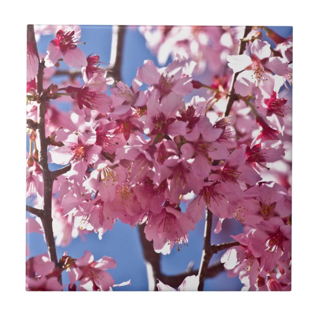 Carreau Fleurs de cerisier Sakura Étoiles rouges (Devant)