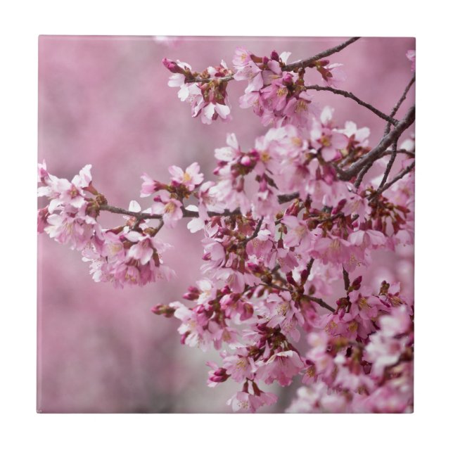 Carreau Fleurs de Cerisier Sakura Pastel Rose Calquees (Devant)