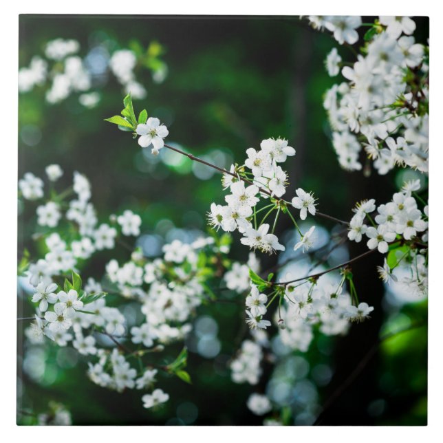 Carreau Fleurs de cerisiers blancs Feuilles verts (Devant)