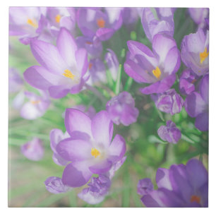 Carreau Fleurs de Crocus Fleuris de Teinte Mauve Pâle de l