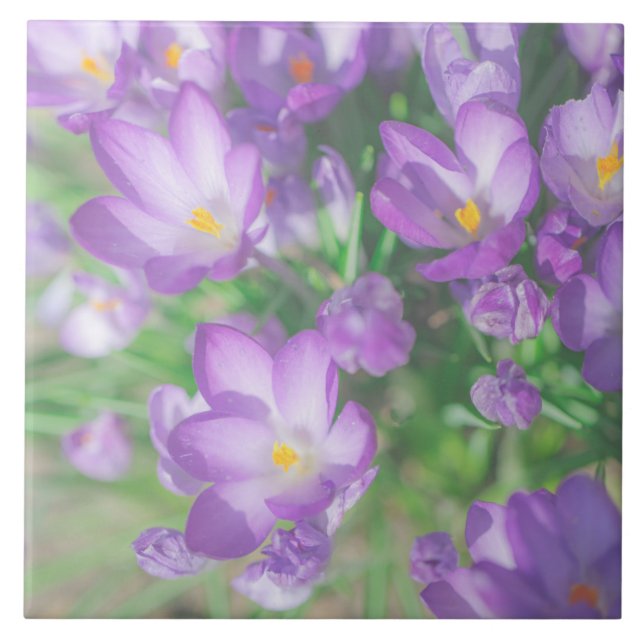 Carreau Fleurs de Crocus Fleuris de Teinte Mauve Pâle de l (Devant)