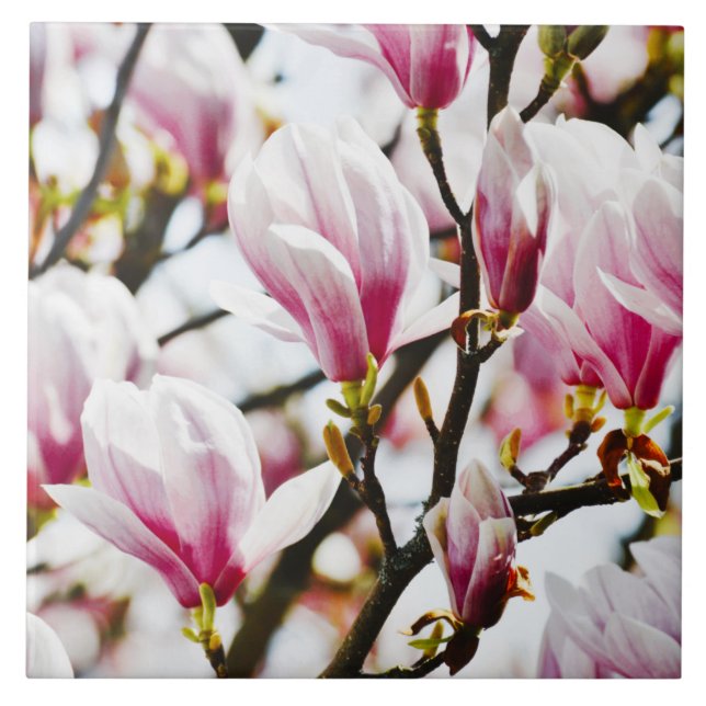 Carreau Fleurs de Magnolia Floral Botanical Blossom Chic C (Devant)