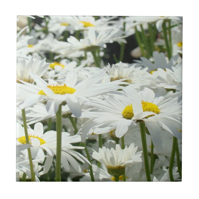 Carreau Fleurs de marguerite blanche Carrelage art Décorat (Devant)