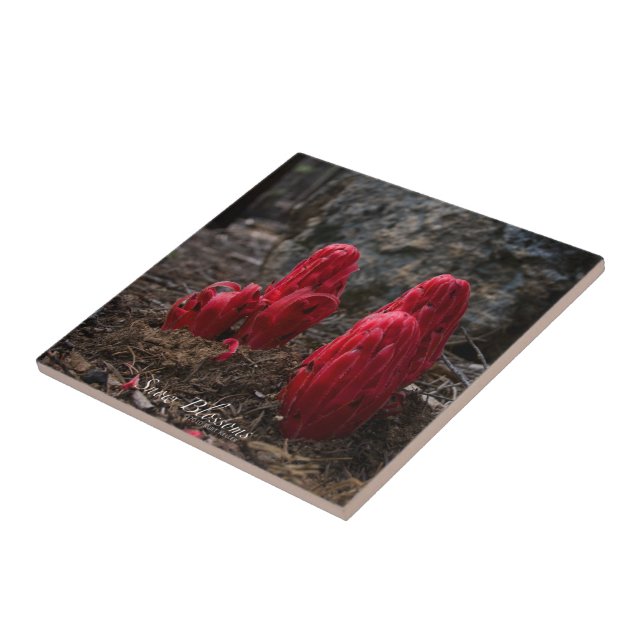 Carreau Fleurs de neige (Côté)