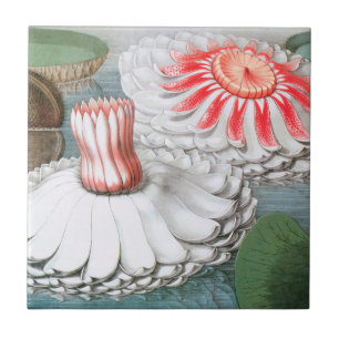 Carreau Fleurs de nénuphars vintage, nénuphars dans un éta