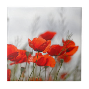 Carreau Fleurs de pavot commun dans un domaine