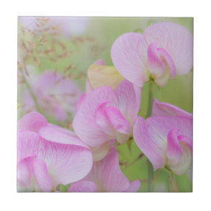 Carreau Fleurs de pois de senteur   Seabeck, WA