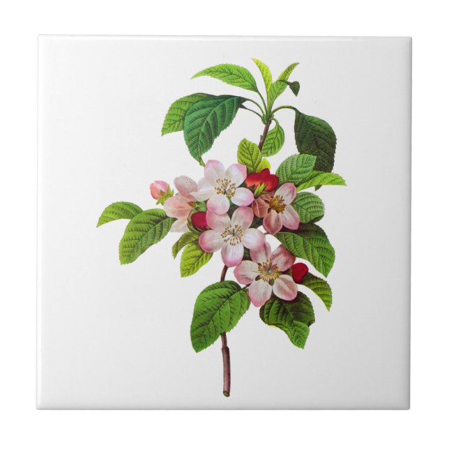 Carreau Fleurs de pomme rose par Pierre Jopseph Redoute (Devant)