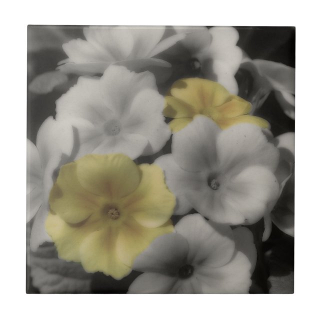Carreau Fleurs De Primrose Jaune En Noir Et Blanc (Devant)