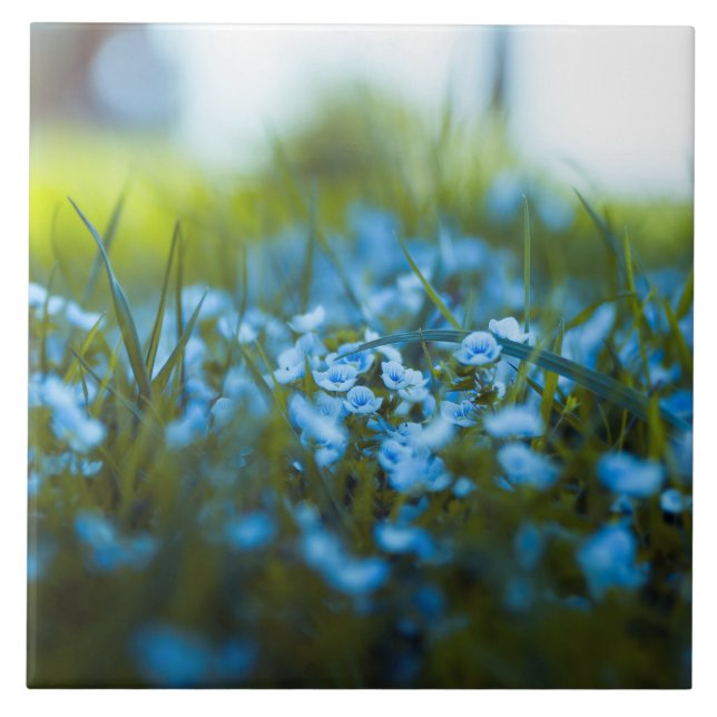 Carreau Fleurs de printemps sur le terrain (Devant)