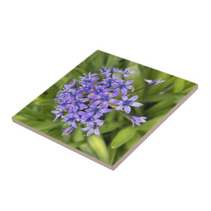 Carreau Fleurs de Scille du Pérou en Gros Plan Photo de Na
