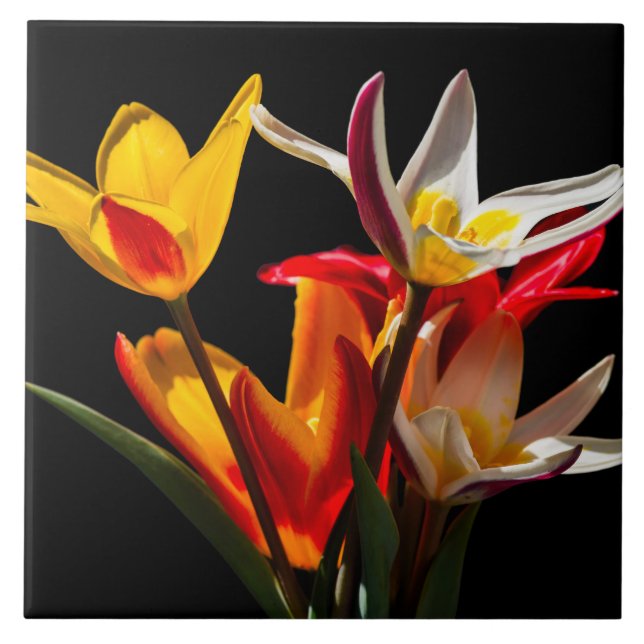 Carreau Fleurs de tulipe contre arrière - plan noir (Devant)
