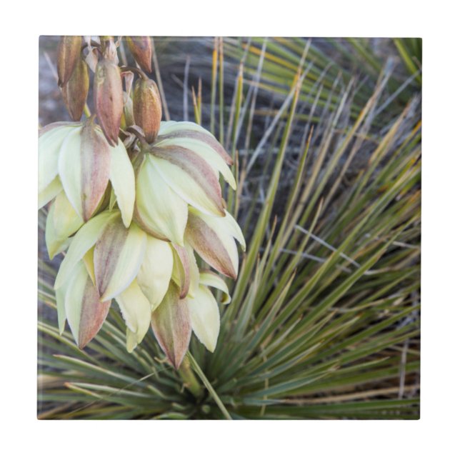 Carreau Fleurs de Yucca elata dans le Haut Missouri (Devant)