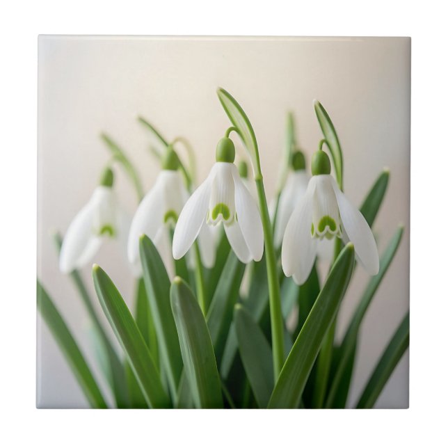 Carreau Fleurs délicates de perce-neige de printemps (Devant)