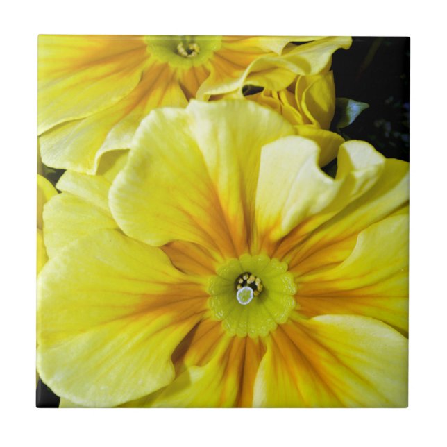 Carreau Fleurs d'hibiscus jaunes (Devant)