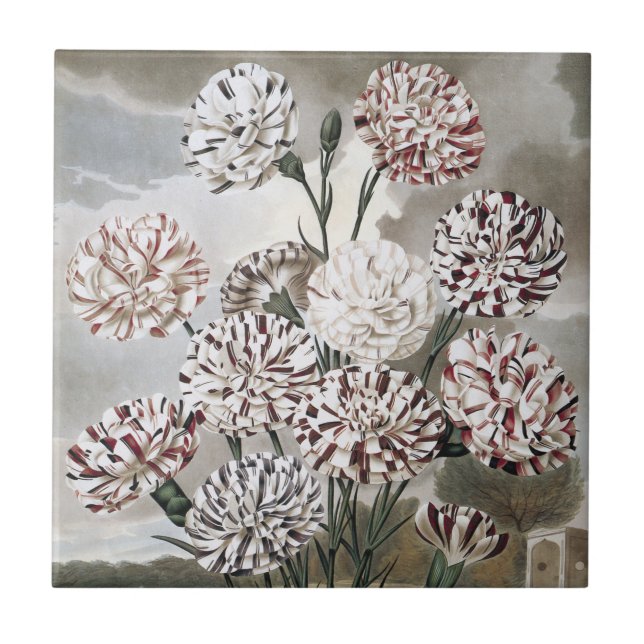 Carreau Fleurs d'œillet panachées vintage avec ciel gris (Devant)