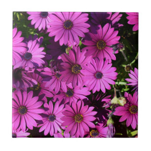 Carreau Fleurs d'ostéospermum pourpres