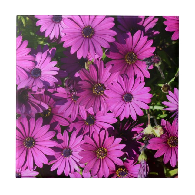 Carreau Fleurs d'ostéospermum pourpres (Devant)