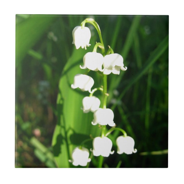 Carreau Fleurs du muguet (Devant)
