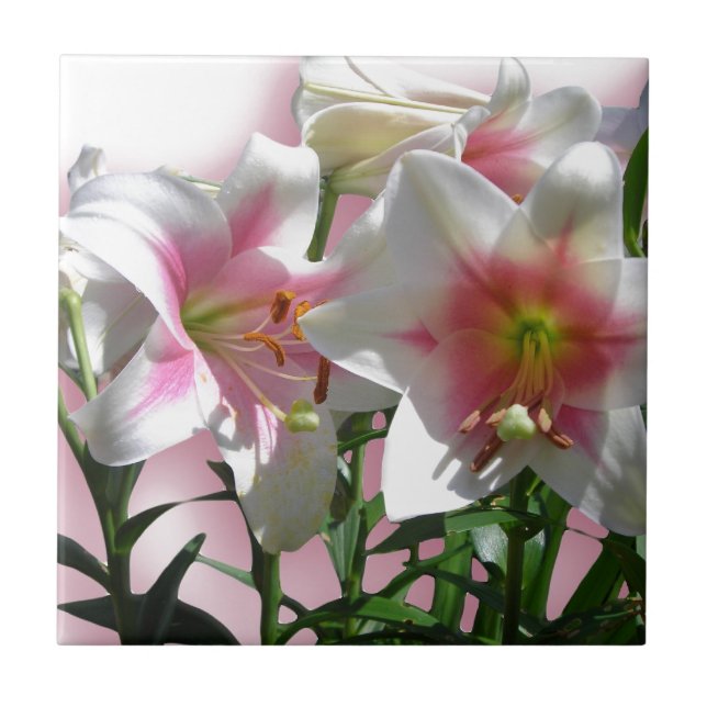Carreau Fleurs Fleurs Fleurs Printemps Jardin Amour Douche (Devant)