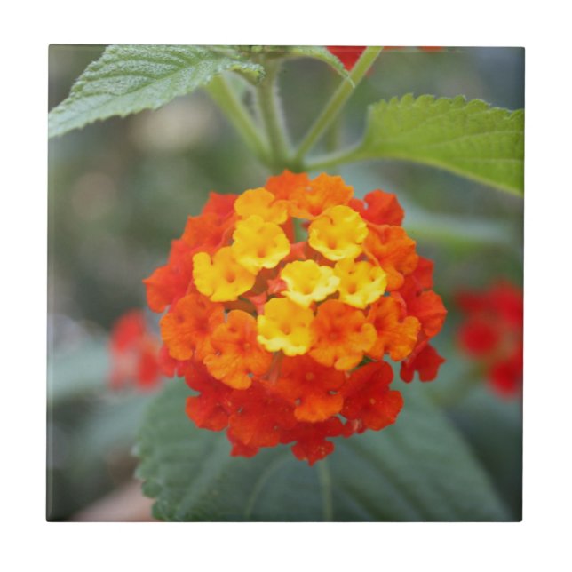 Carreau Fleurs italiennes (Devant)