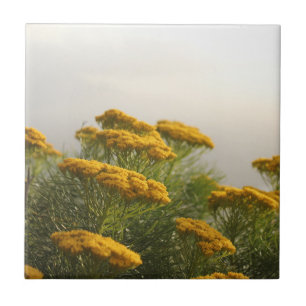 Carreau Fleurs Jaunes Sauvages Afrique du Sud Météo Misty