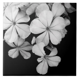 Carreau Fleurs noires et blanches en gros plan