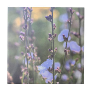 Carreau Fleurs Plantes Pale Violet Bleu Chicoré