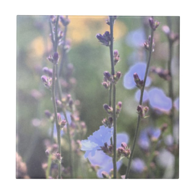 Carreau Fleurs Plantes Pale Violet Bleu Chicoré (Devant)