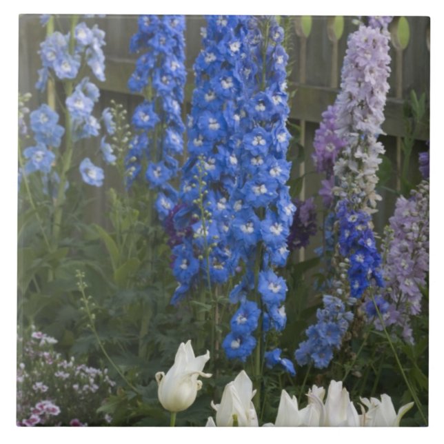 Carreau Fleurs printanières le long d'un chemin de jardin, (Devant)