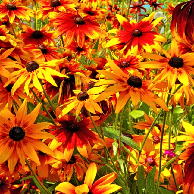 CARREAU FLEURS RUDBECKIA (Créateur téléchargé)