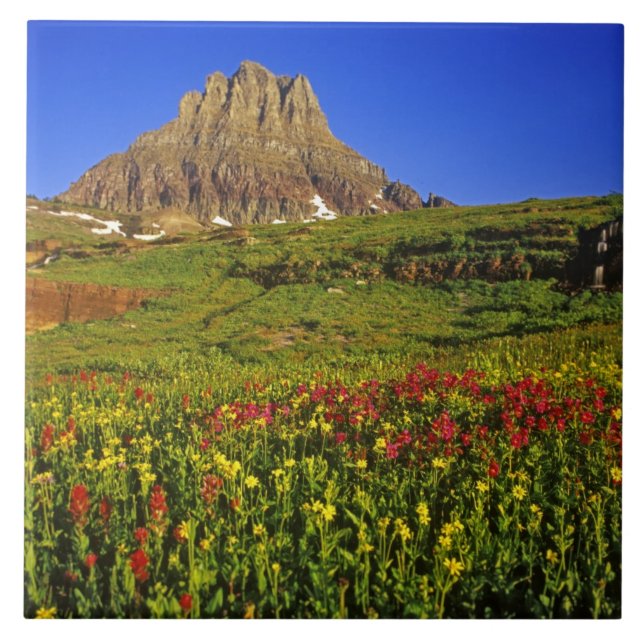 Carreau Fleurs sauvages alpines à Logan Pass dans Glacier (Devant)