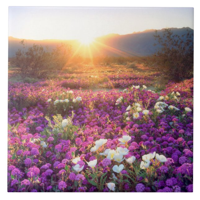 Carreau Fleurs sauvages au coucher du soleil | Désert d'An (Devant)