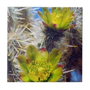 Carreau Fleurs sauvages de cactus Cholla argenté