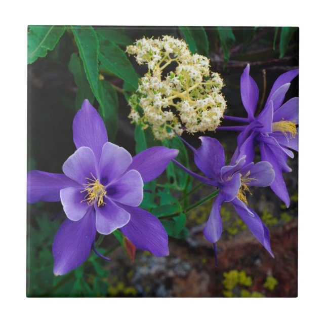 Carreau Fleurs sauvages de colombine mutante (Devant)
