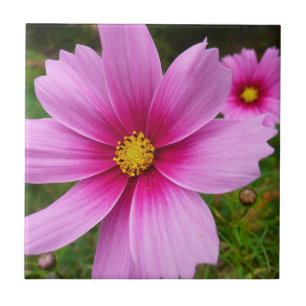 Carreau Fleurs sauvages de cosmos rose