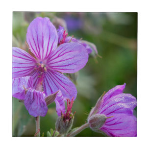 Carreau fleurs sauvages de géranium asticuleux