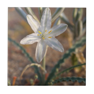 Carreau Fleurs sauvages de lys du désert