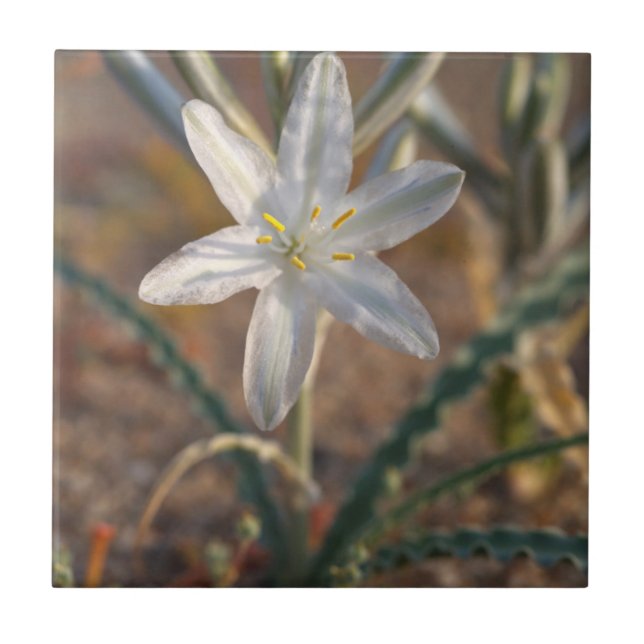 Carreau Fleurs sauvages de lys du désert (Devant)