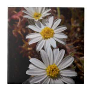Carreau Fleurs sauvages Desert Star