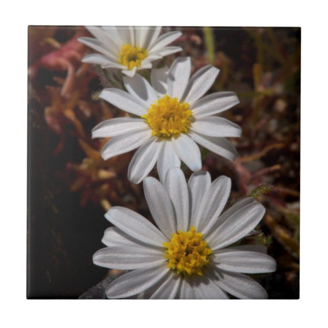 Carreau Fleurs sauvages Desert Star (Devant)
