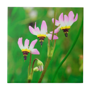 Carreau Fleurs sauvages Shooting Star dans le parc Mission