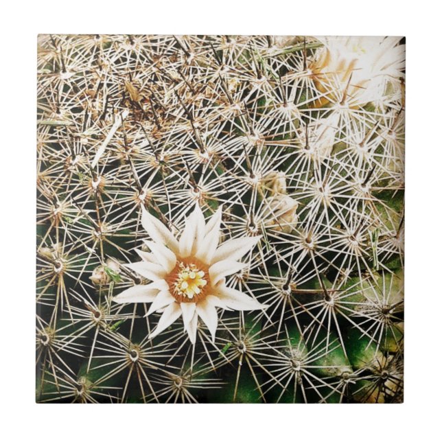 Carreau Fleurs sur un cactus (Devant)
