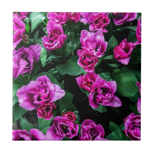 Carreau Fleurs tulipes roses (Devant)