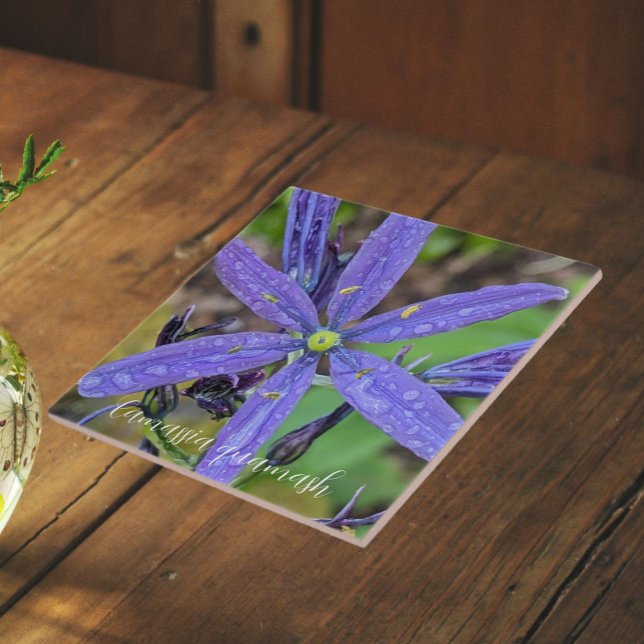 Carreau Floral de Camas Bleus Commun (In Situ)