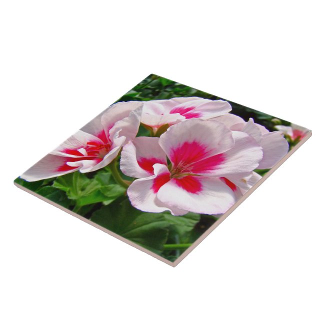 Carreau Floral de géranium rose et rouge (Côté)